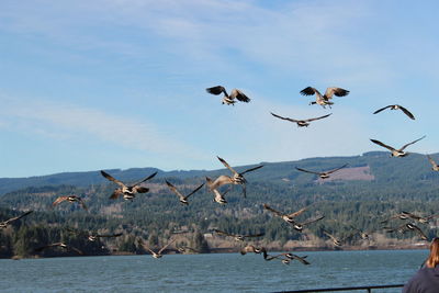 Birds flying over water against sky