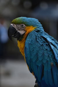 Close-up of a parrot