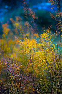 Close-up of yellow flowering plants on field