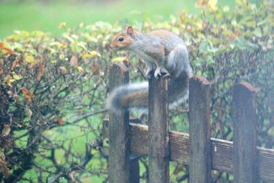 Squirrel on a tree