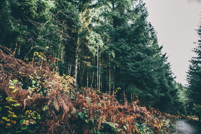 Low angle view of trees in forest