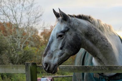 Horse standing in field