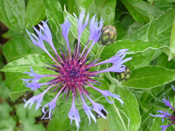 Close-up of purple flower