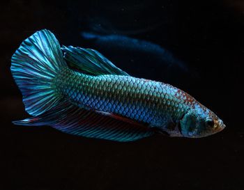 Betta from thailand with beautiful colors the pattern is unique. it is popular with ornamental