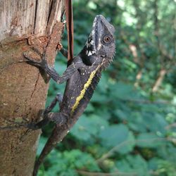 Close-up of a lizard on tree