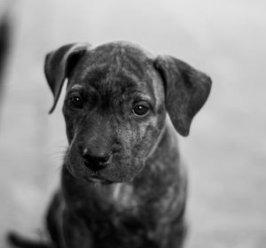 Close-up portrait of dog looking at camera