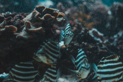 Close-up of turtle in aquarium