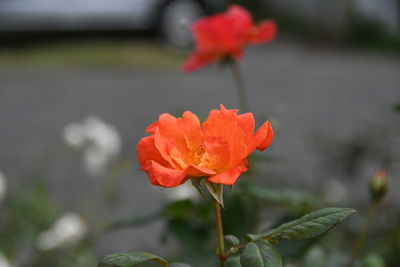 Close-up of red rose