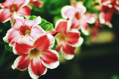 Close-up of flowers blooming outdoors