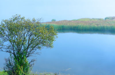 Reflection of trees in calm lake