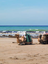 Two camels resting together on the beach
