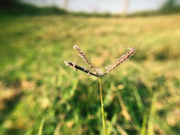 Close-up of butterfly on grass