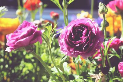 Close-up of pink flowers blooming outdoors