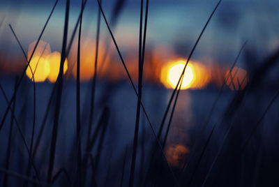 Close-up of plants against sunset sky