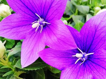 Close-up of purple flowering plant