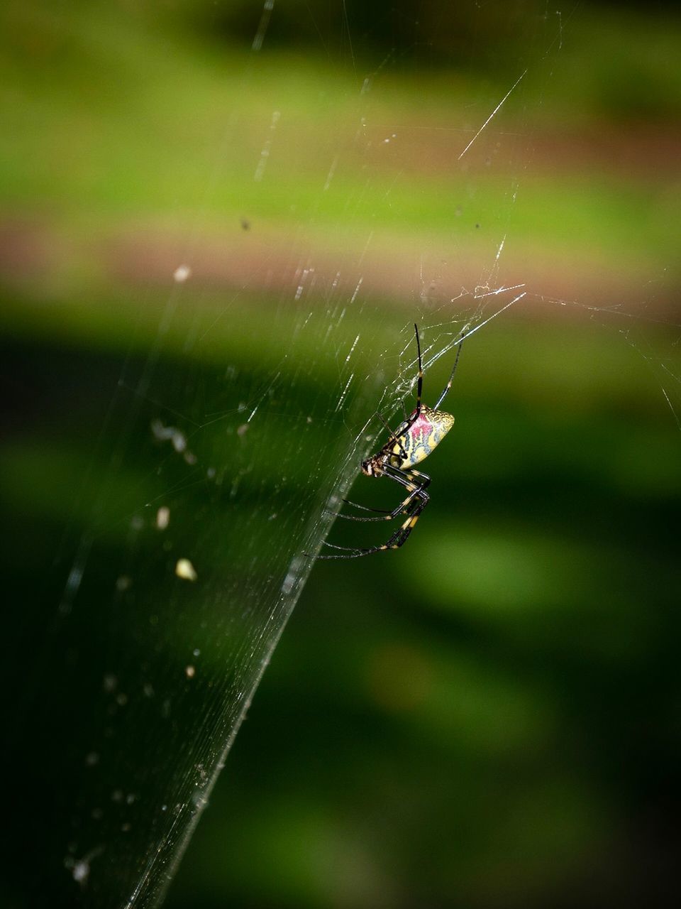 CLOSE-UP OF SPIDER WEB