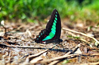 Close-up of butterfly on rock