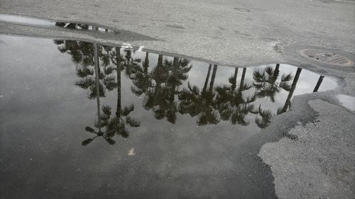 Reflection of trees in puddle