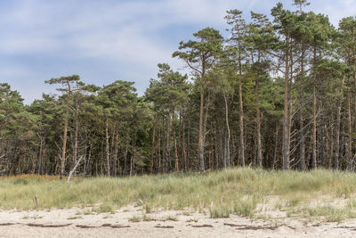 Pine forest on the german baltic coast with dunes, and sand