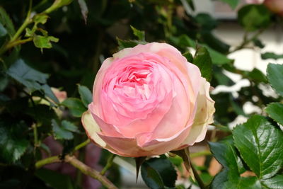 Close-up of pink rose