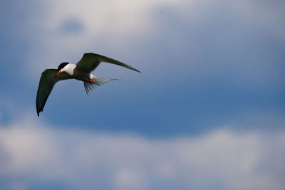 Low angle view of bird flying in sky