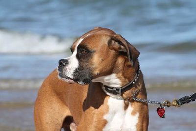 Close-up of dog looking away