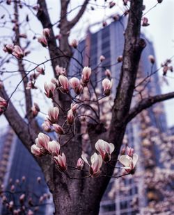 Close-up of cherry blossoms