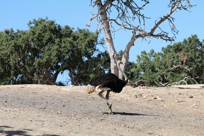 Ostrich standing on landscape with trees in background