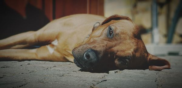 Close-up of dog sleeping on footpath