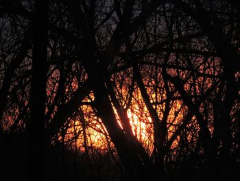 Silhouette of trees at sunset
