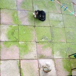 High angle view of tiled floor