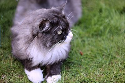 Close-up of a cat looking away