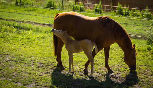 Horse standing in ranch