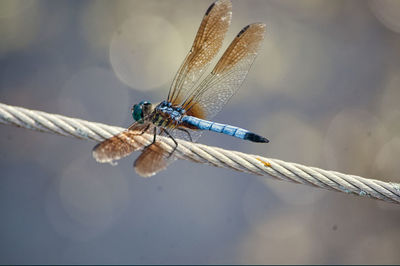 Close-up of dragonfly on twig