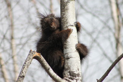 Low angle view of monkey on branch