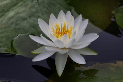 Close-up of lotus water lily in pond