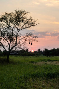 Tree on field against sky during sunset