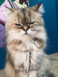 Close-up portrait of a cat