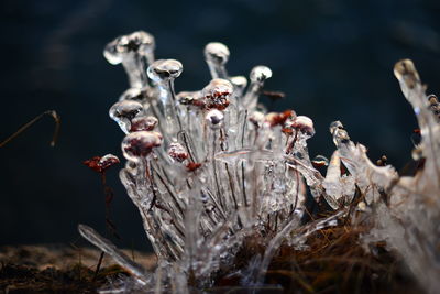 Close-up of dried plant on field