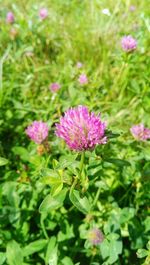 Close-up of purple flowers