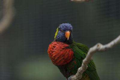 Close-up of a parrot against blurred background