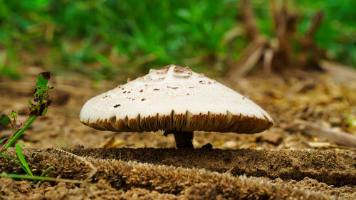 Close-up of mushroom on field