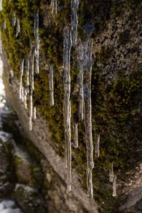 Close-up of icicles on land