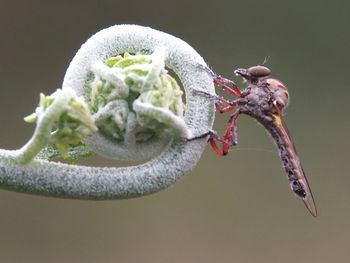 Close-up of insect on frozen plant