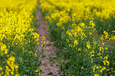 Blooming canola field with tractor gauge, closeup with selective focus