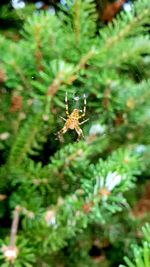 Close-up of spider on web