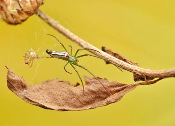 Close-up of insect