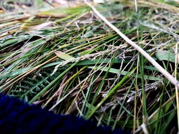 Close-up of grass on field