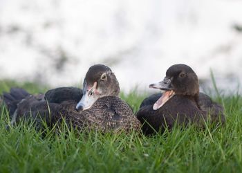 Close-up of mallard duck on field