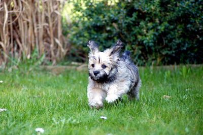 Dog looking away on grass